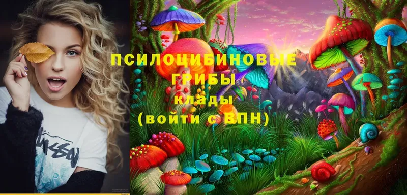 kraken зеркало  Выкса  Галлюциногенные грибы Psilocybe 